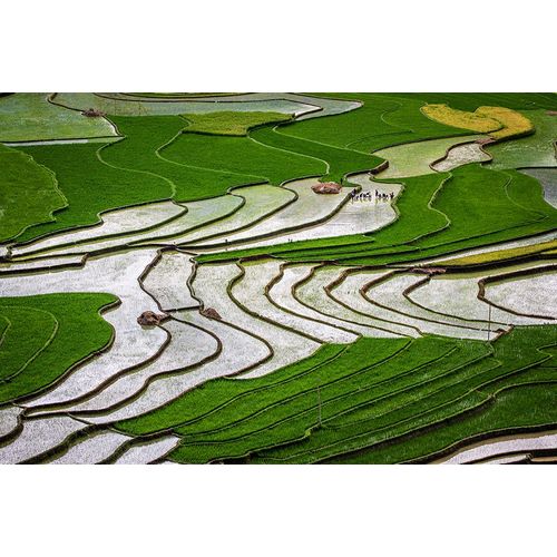 Norring, Tom 아티스트의 Vietnam -Rice paddies in the highlands of Sapa작품입니다.